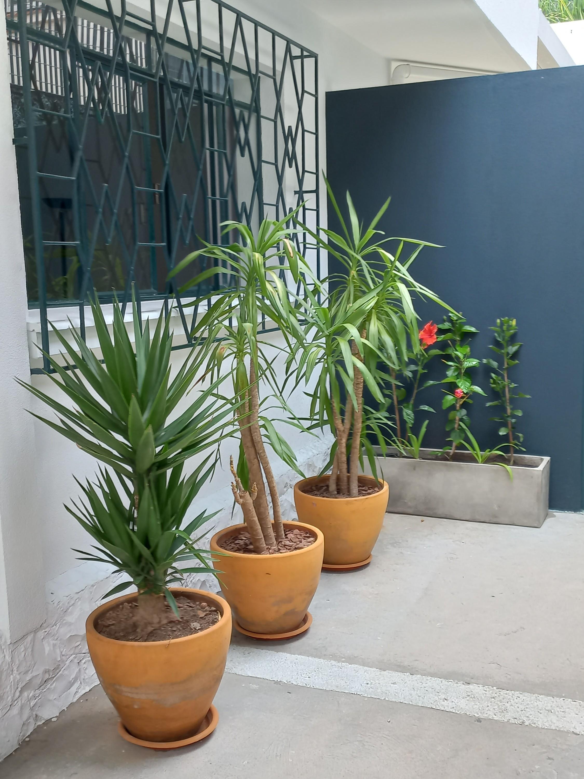 Três vasos de terracota com plantas junto à parede azul da entrada